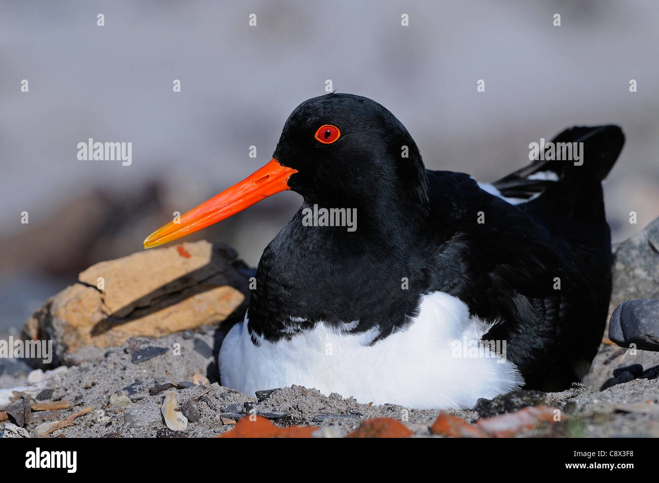 Oystercatcher nest hires stock photography and images Alamy