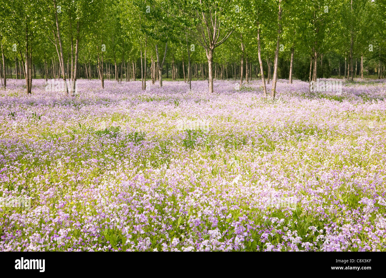Pink wildflower carpet in summer forest Stock Photo