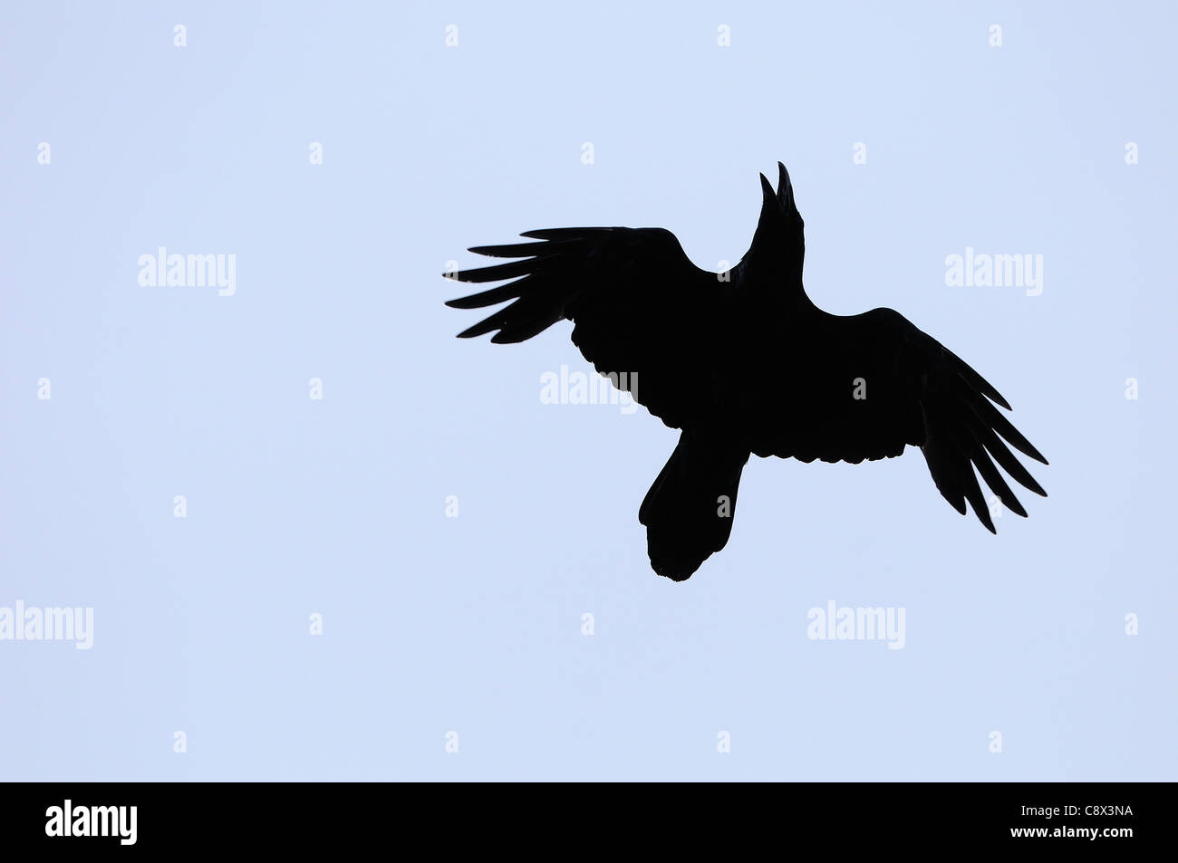 Raven (Corvus corax) silhouette of adult in flight, calling, Varanger, Norway Stock Photo