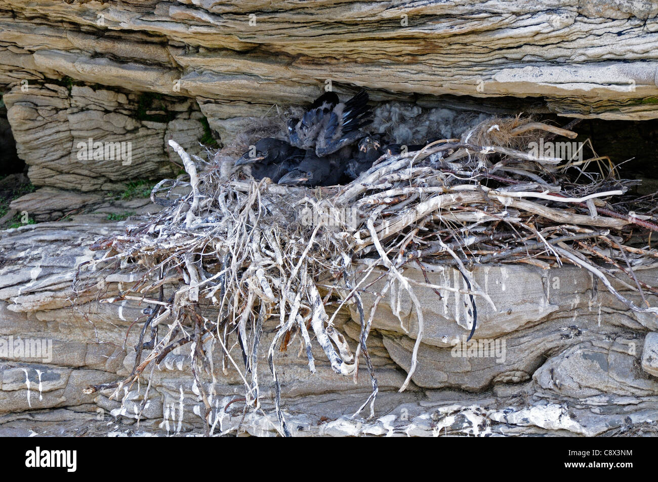 Raven (Corvus corax) nest in rocks with large chicks, Varanger, Norway Stock Photo