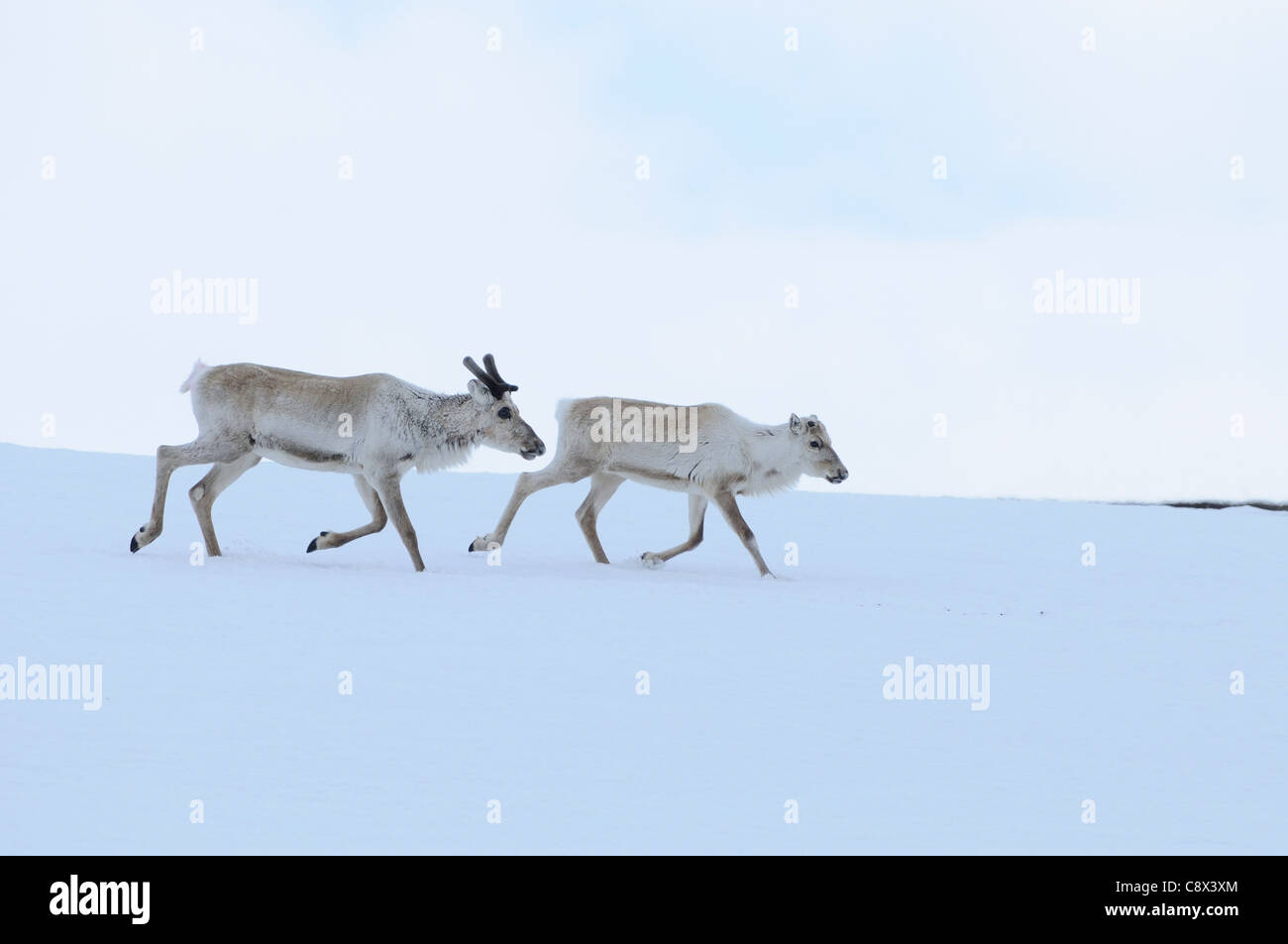Reindeer (Rangifer tarandus) two running together over snow, Finland Stock Photo