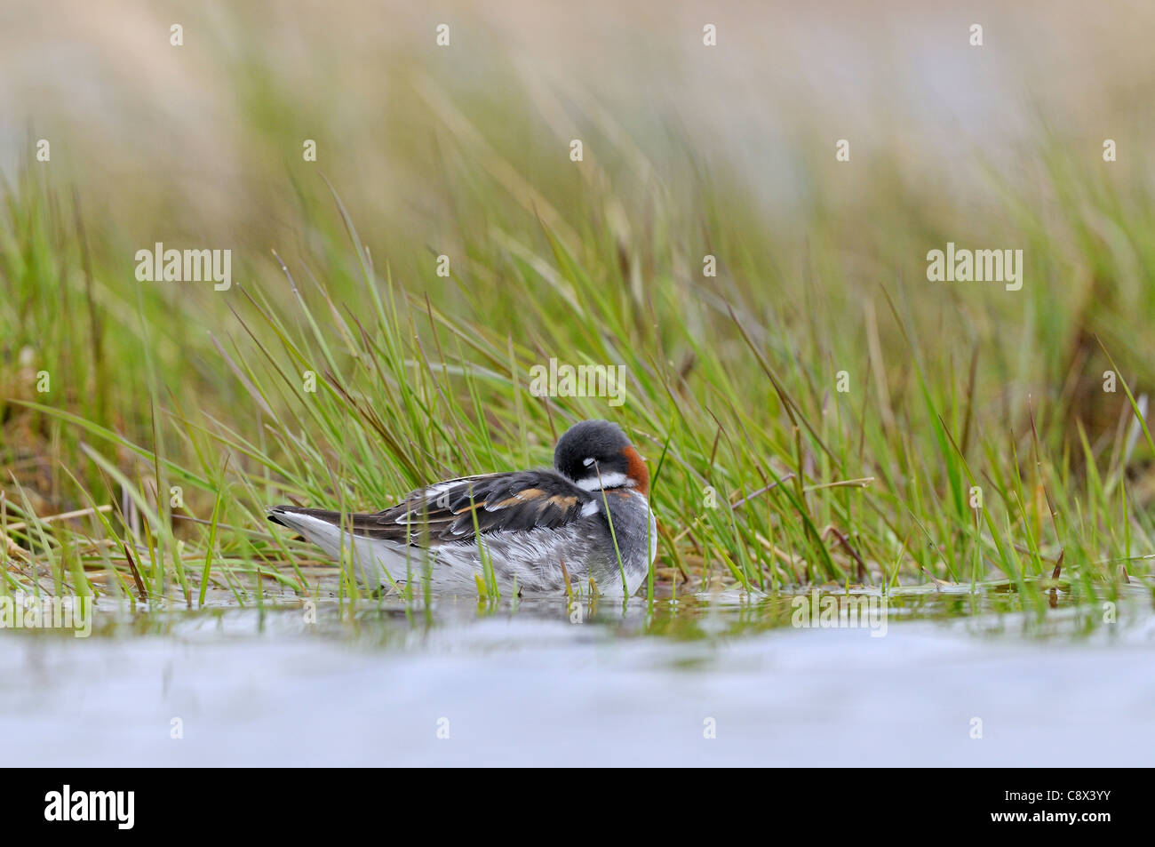 Waterside vegetation hi-res stock photography and images - Alamy
