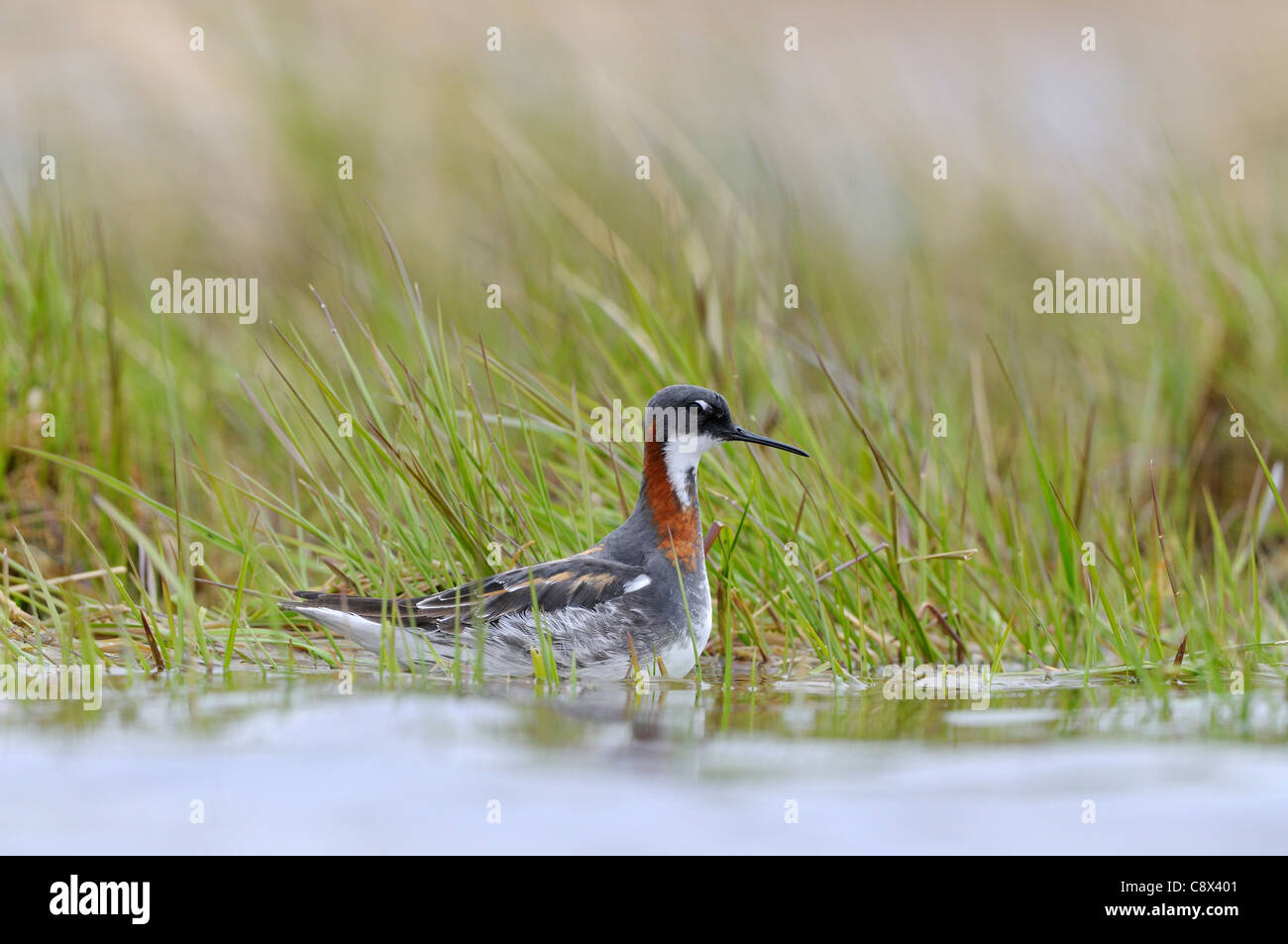 Waterside vegetation hi-res stock photography and images - Alamy