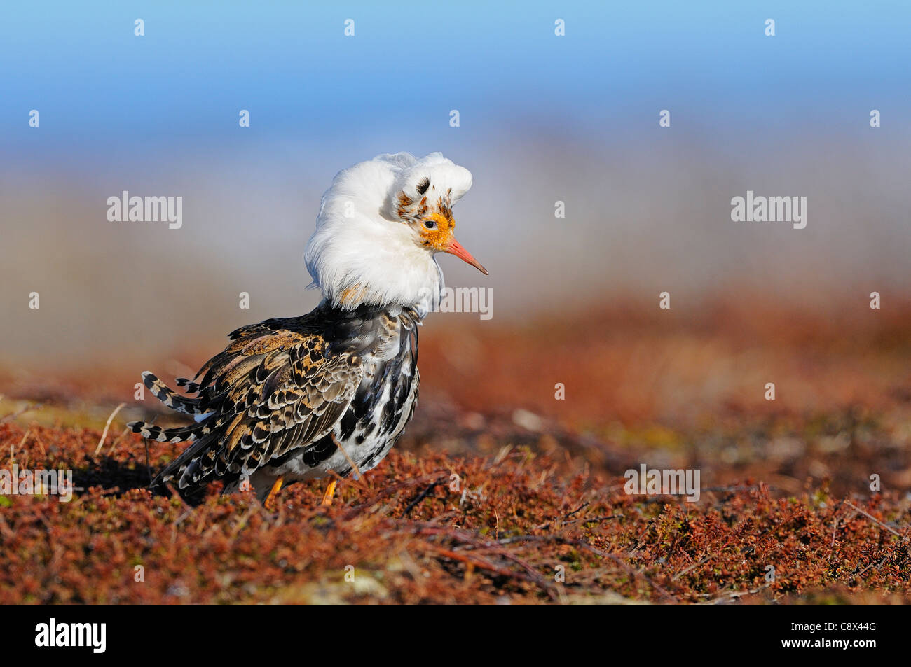 Ruff (Philomachus pugnax) male in breeding plumage, Varanger, Norway Stock Photo