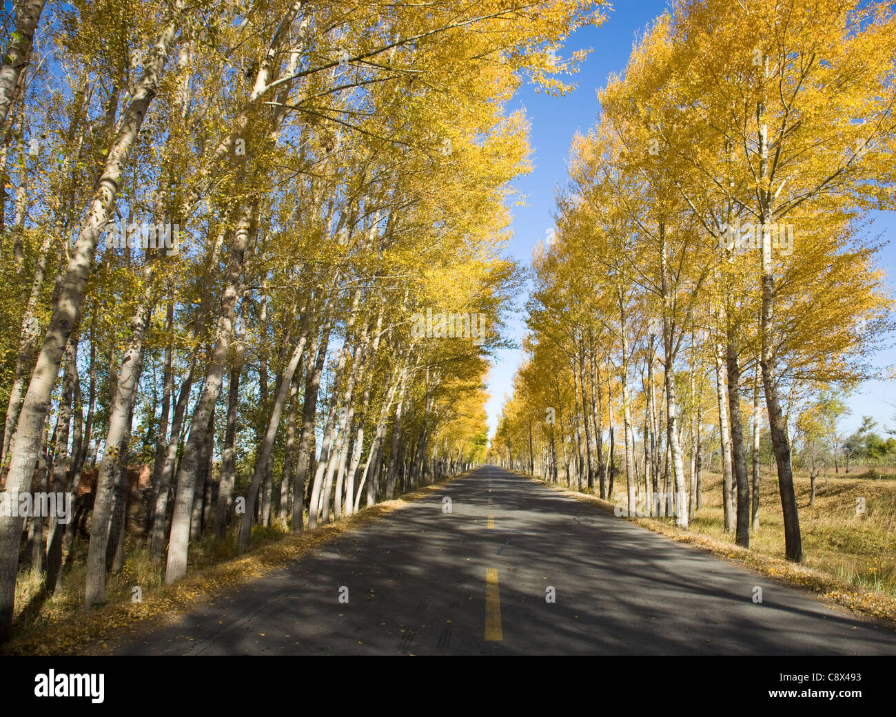 asphalt road goes through the colorful trees in the autumn day Stock ...