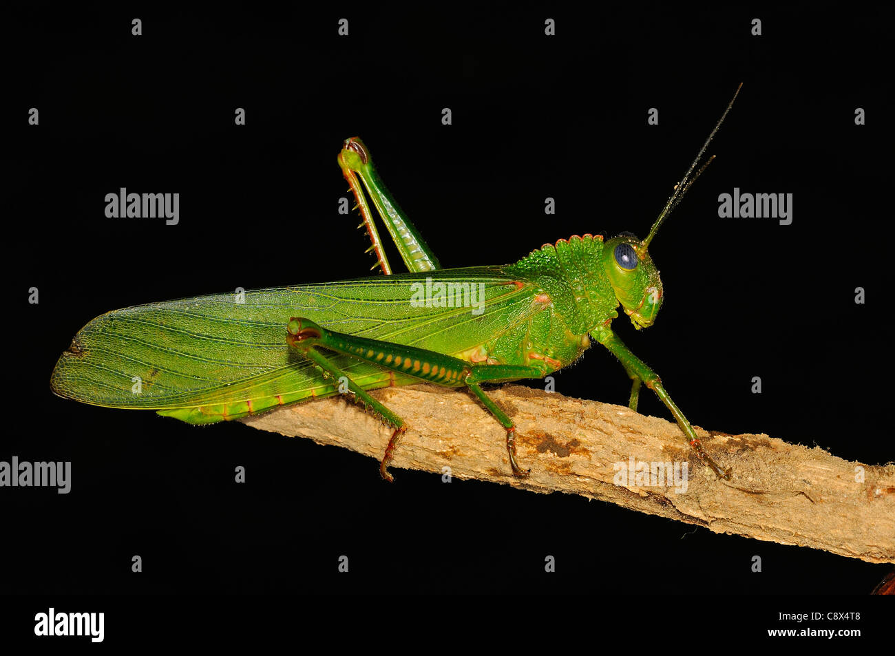 Short-horned Grasshopper (Orthoptera) at rest on twig, Yasuni National Park, Ecuador Stock Photo