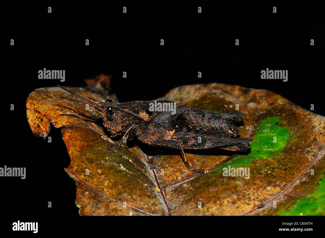 Acridid Short-horned Grasshopper (Acrididae) flightless, amongst forest litter, Yasuni National Park, Ecuador Stock Photo
