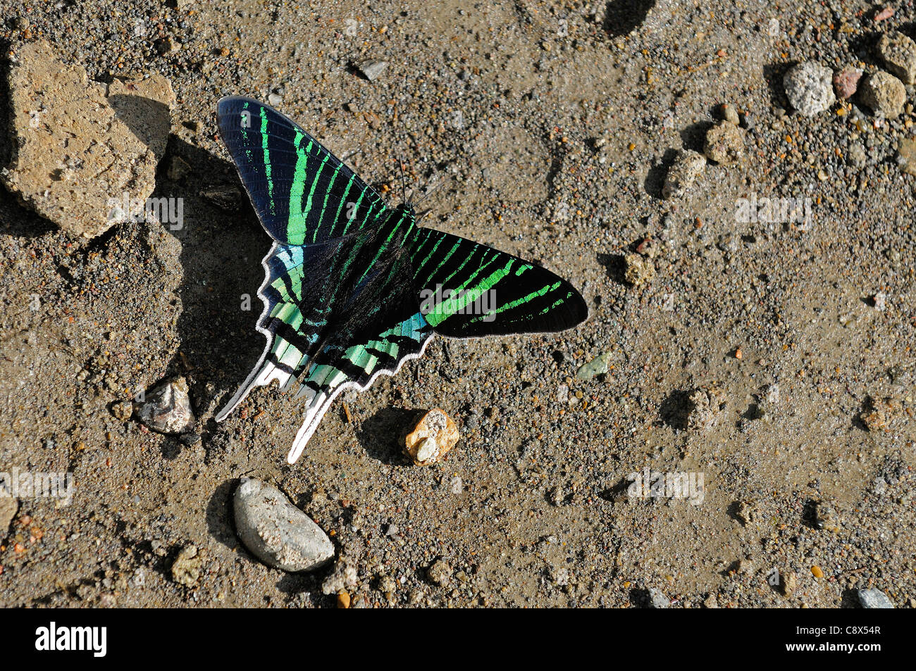 Swallowtail Moth (Urania species) or Green Urania, on ground feeding on minerals, Yasuni National Park, Ecuador Stock Photo