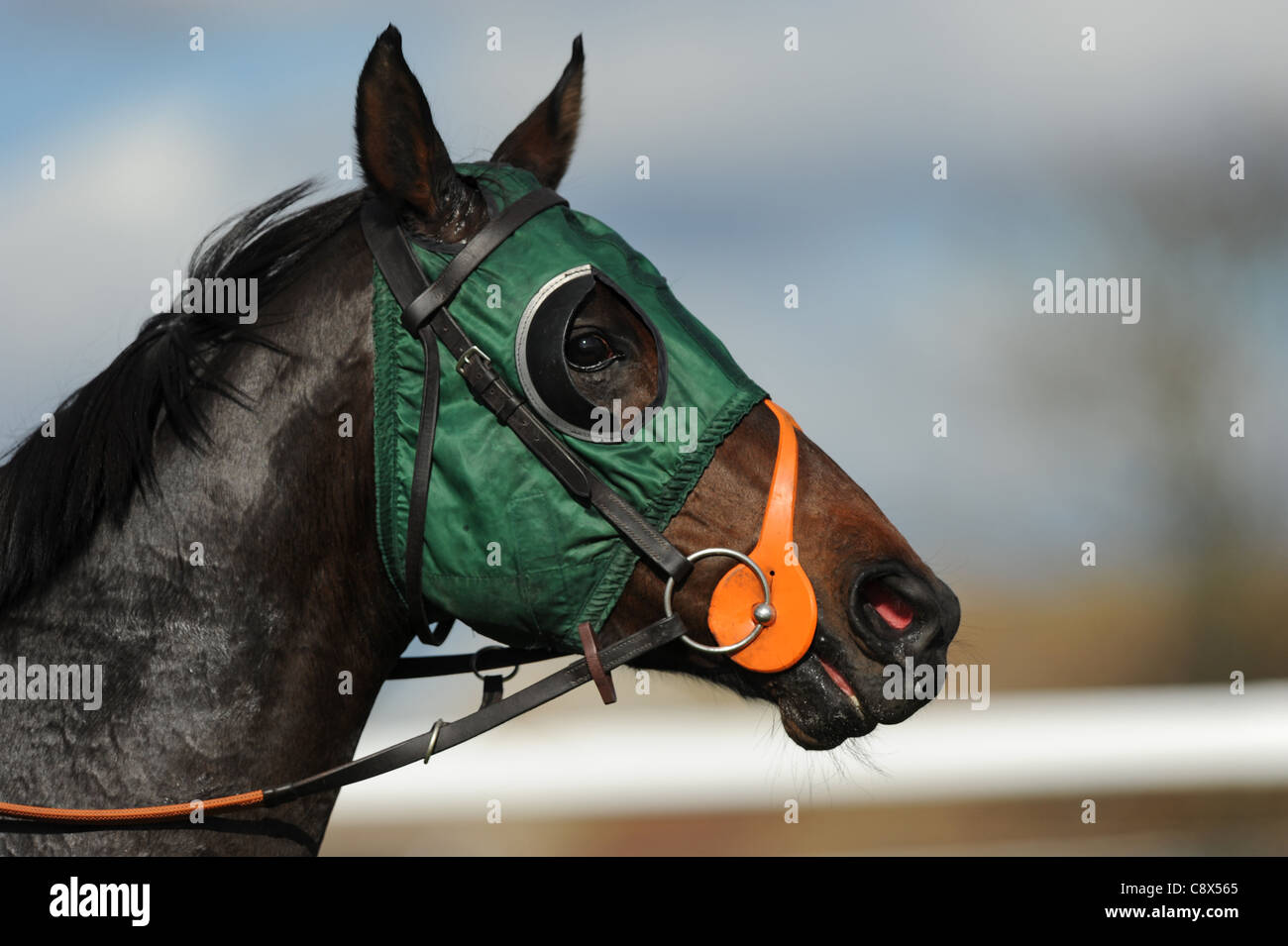 Portrait of a Racehorse wearing a Face Mask Stock Photo Alamy