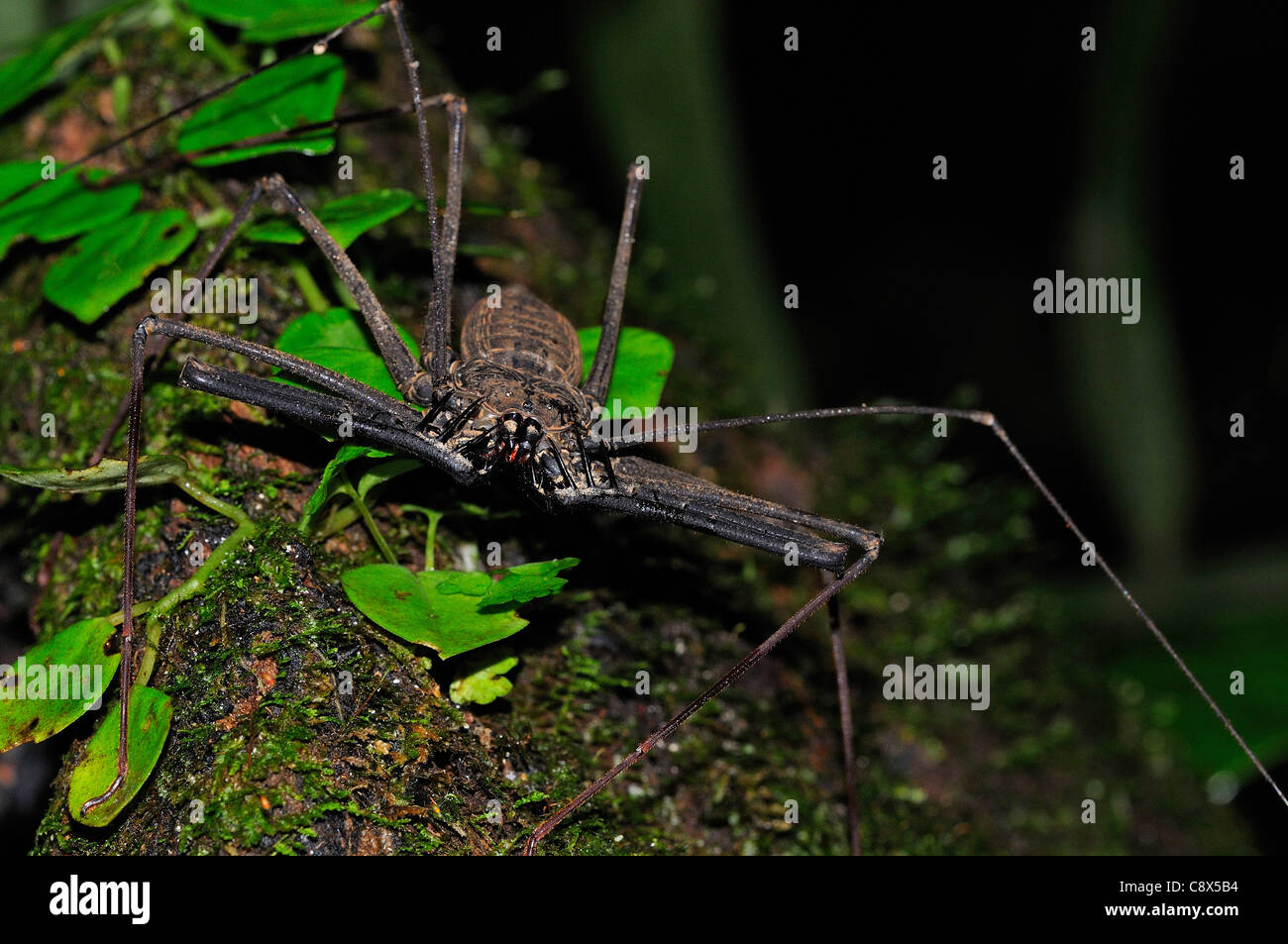Tailless Whip-Scorpion (Amblypygida) on tree trunk, Yasuni National Park, Ecuador Stock Photo