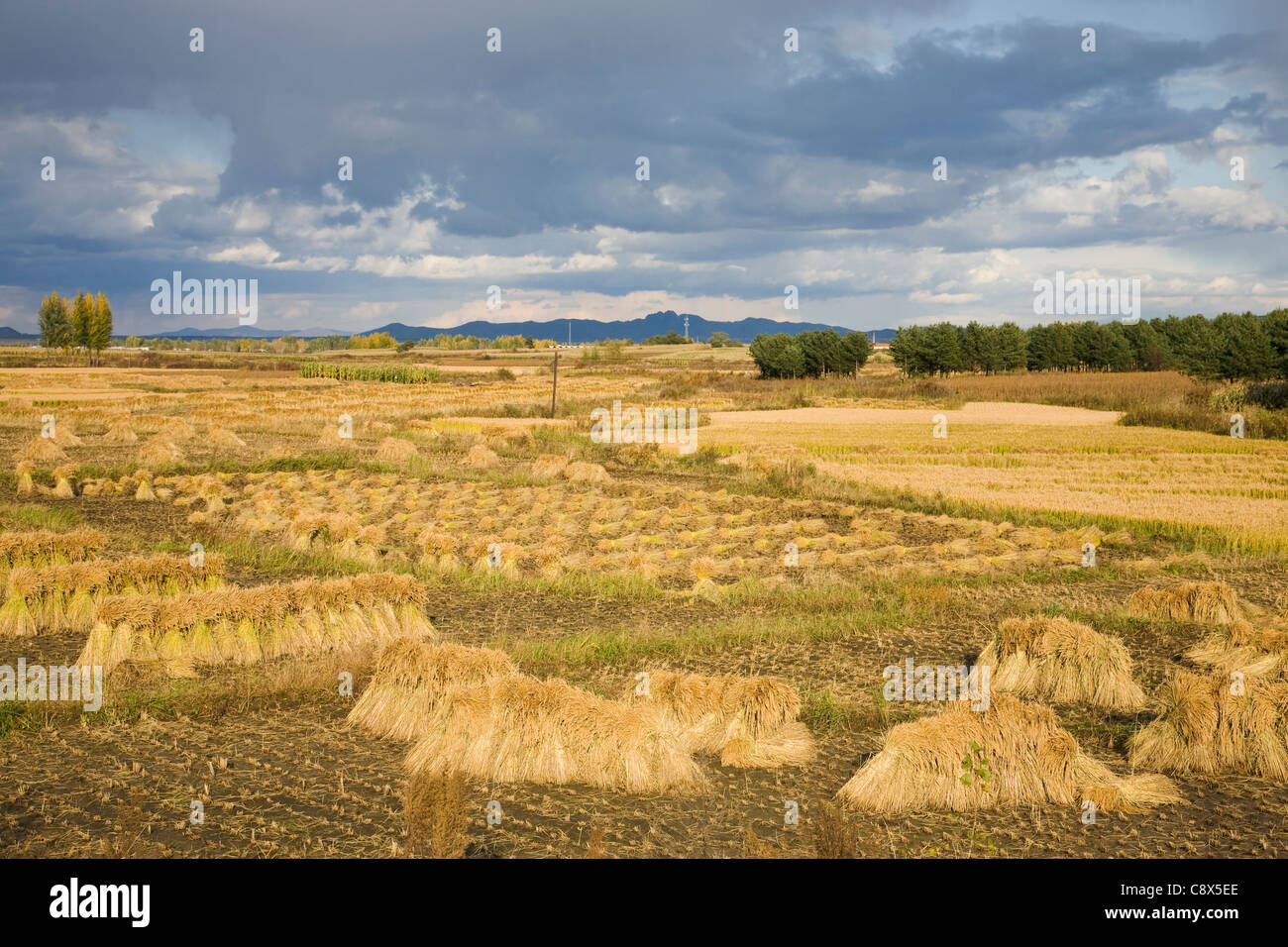 Harvest paddy field under cloudy sky in autumn Stock Photo