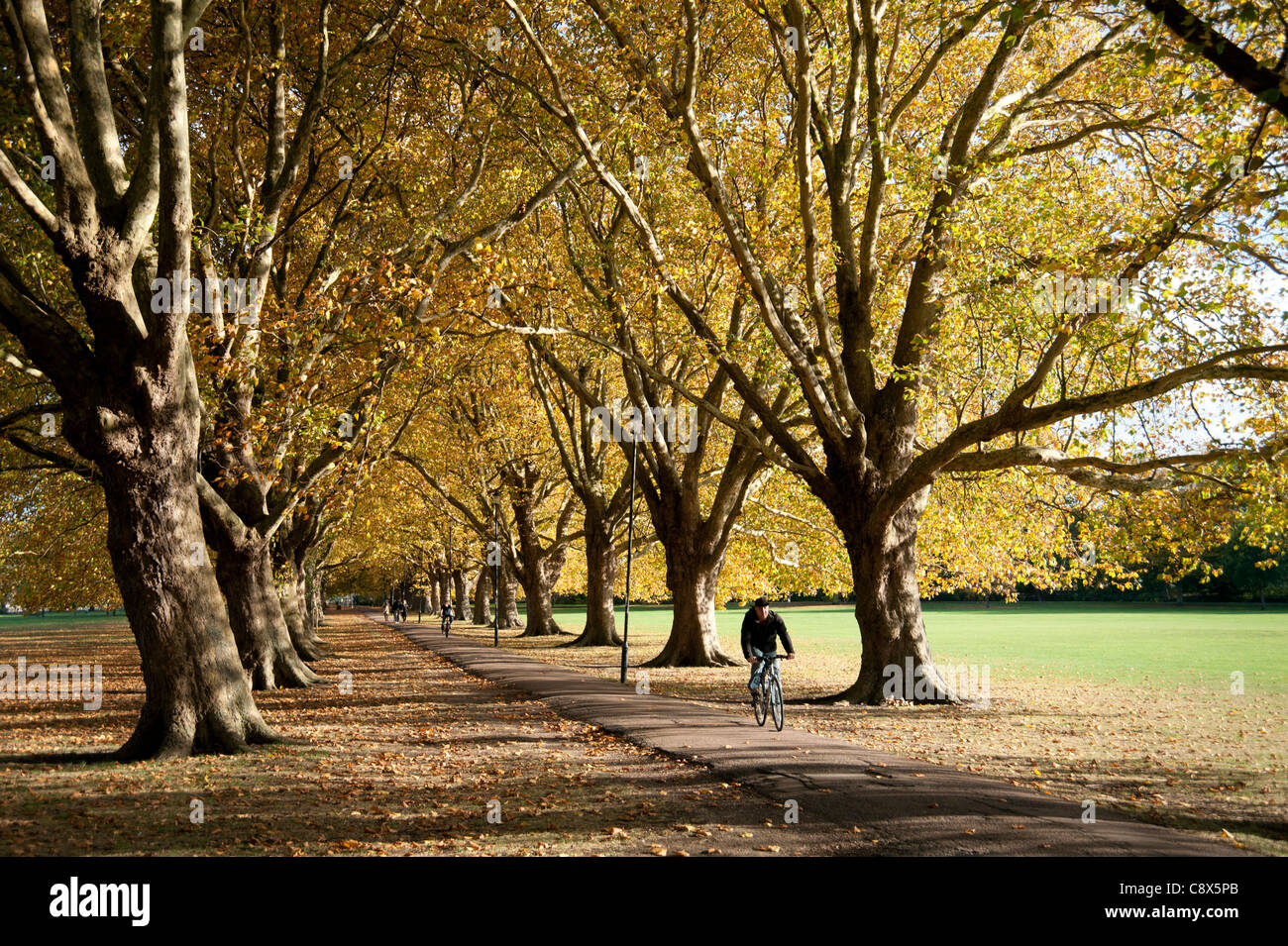 Jesus Green Cambridge, the beautiful avenue of trees in autumn sunshine