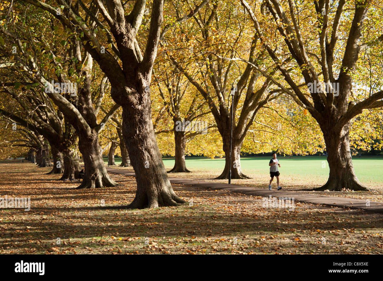 Jesus Green Cambridge, the beautiful avenue of trees in autumn sunshine