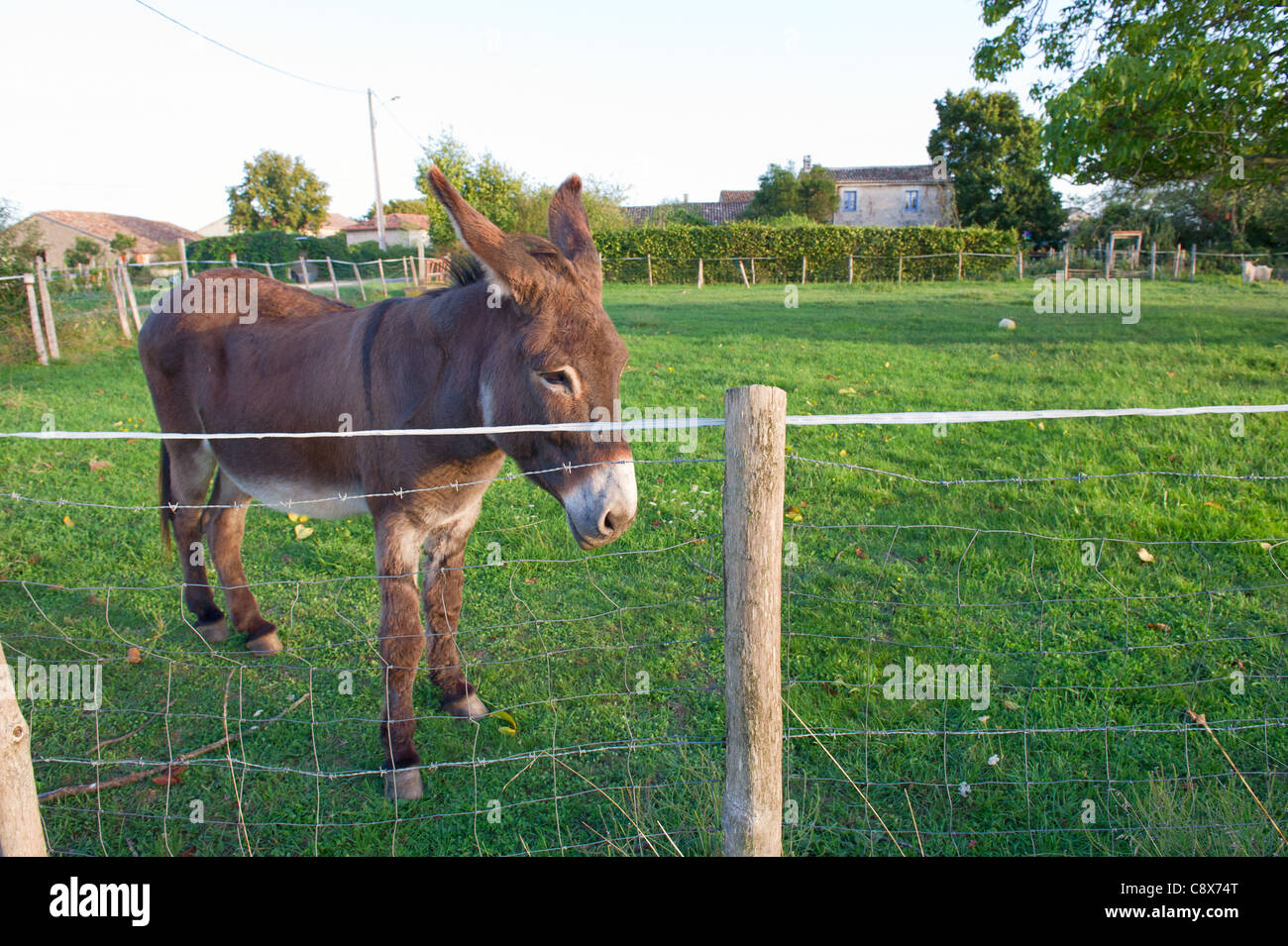 Brown donkey as farm animal behind the fence Stock Photo Alamy