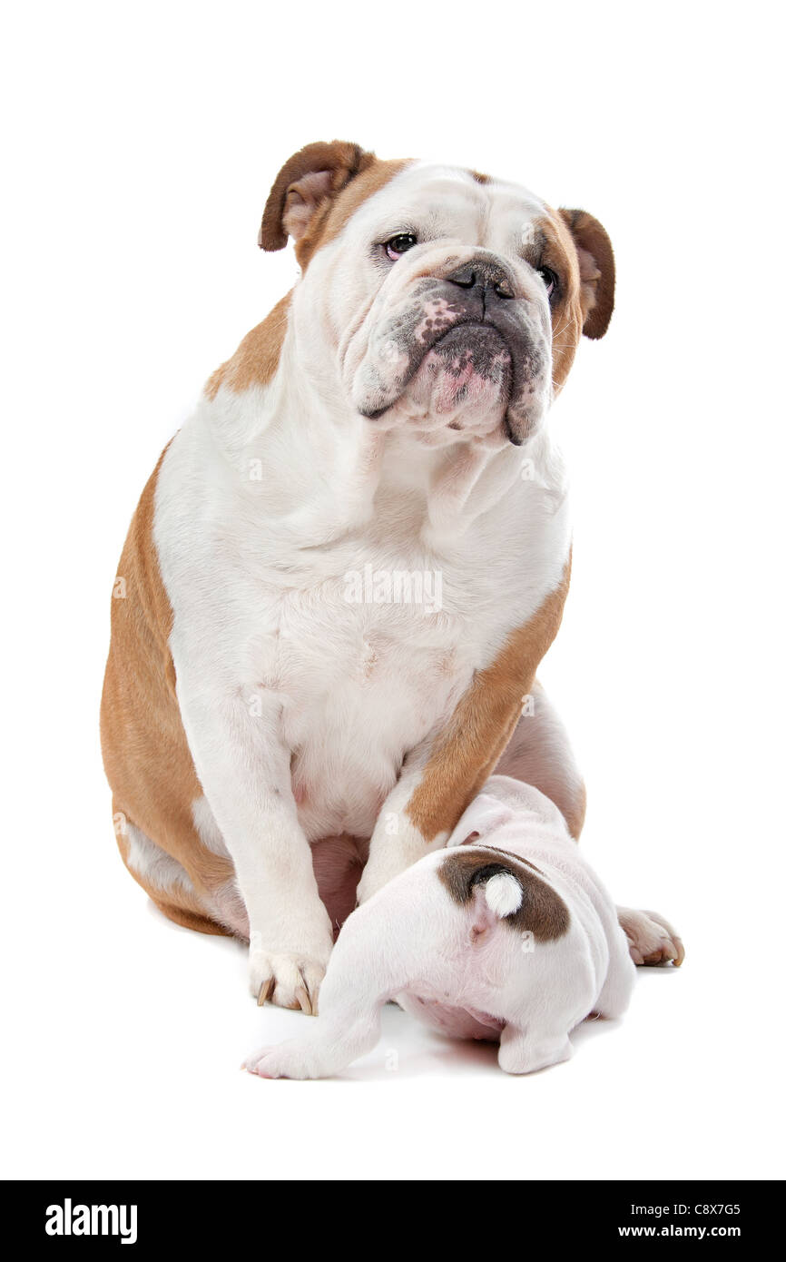 puppies drinking milk from mother dog in front of a white background Stock Photo