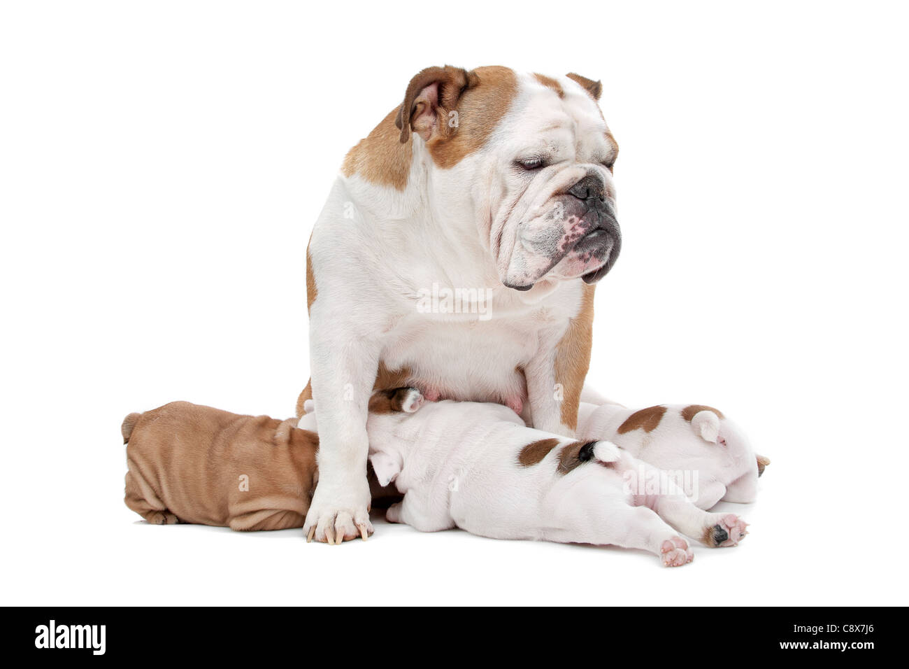 puppies drinking milk from mother dog in front of a white background Stock Photo