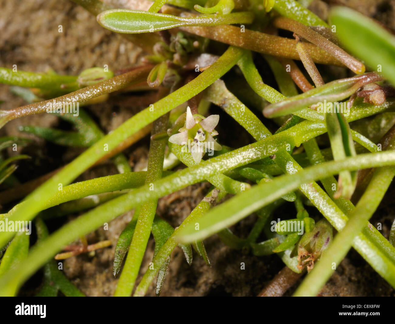 Mudwort, Limosella aquatica Stock Photo