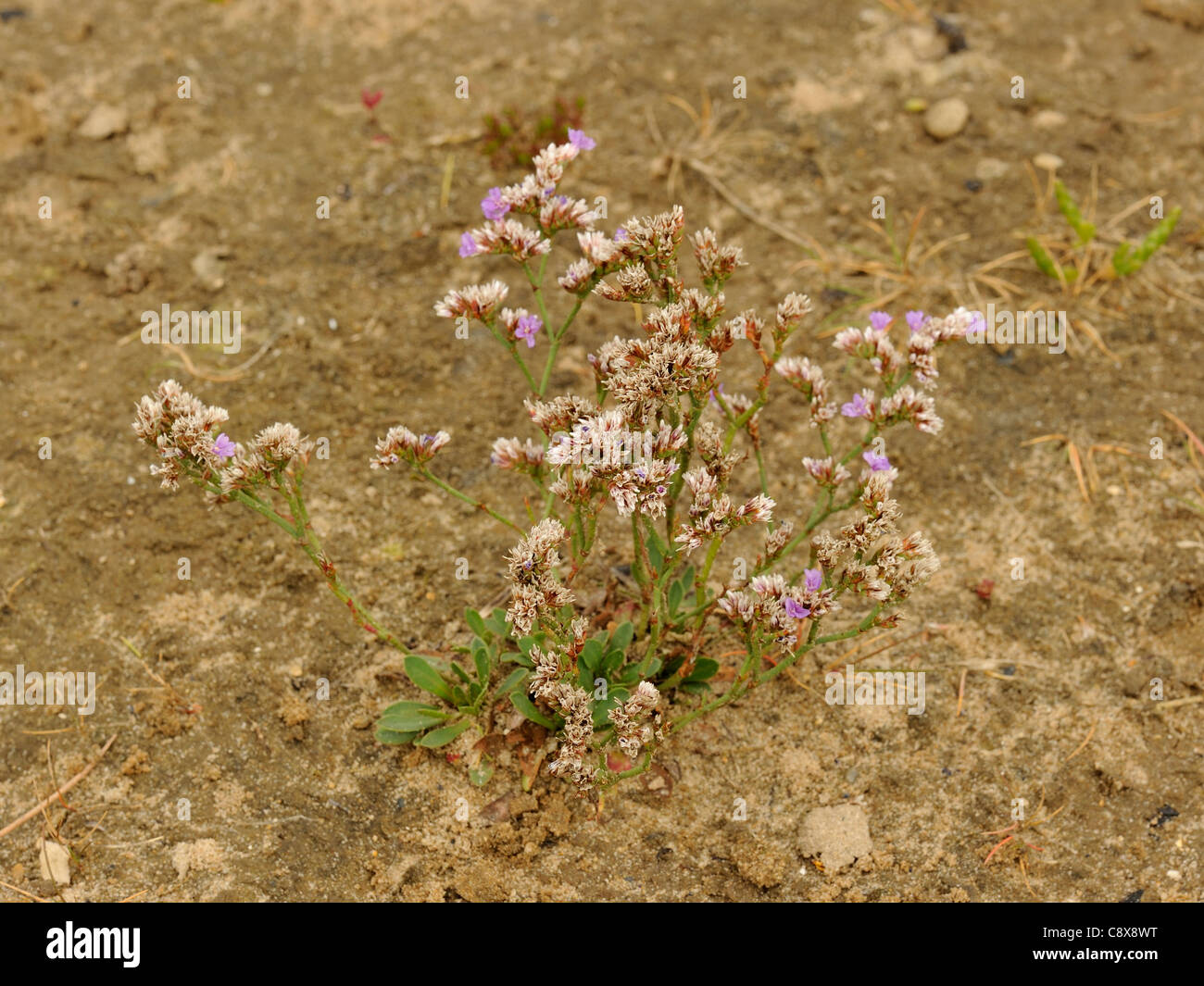 Rock Sea-lavender (Tywyn Trewan), limonium binervosum Stock Photo