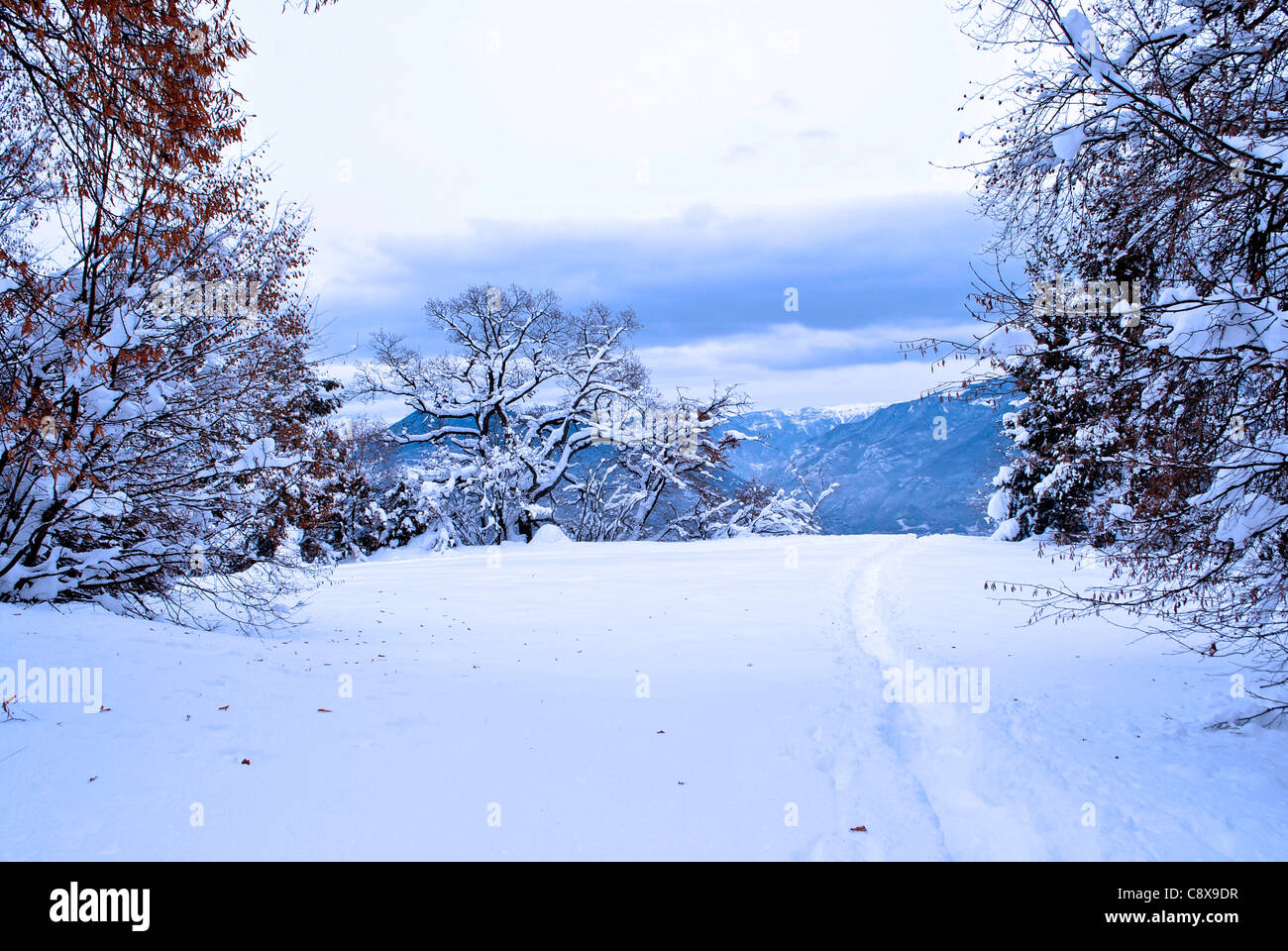 larch forest in winter with snow Stock Photo - Alamy