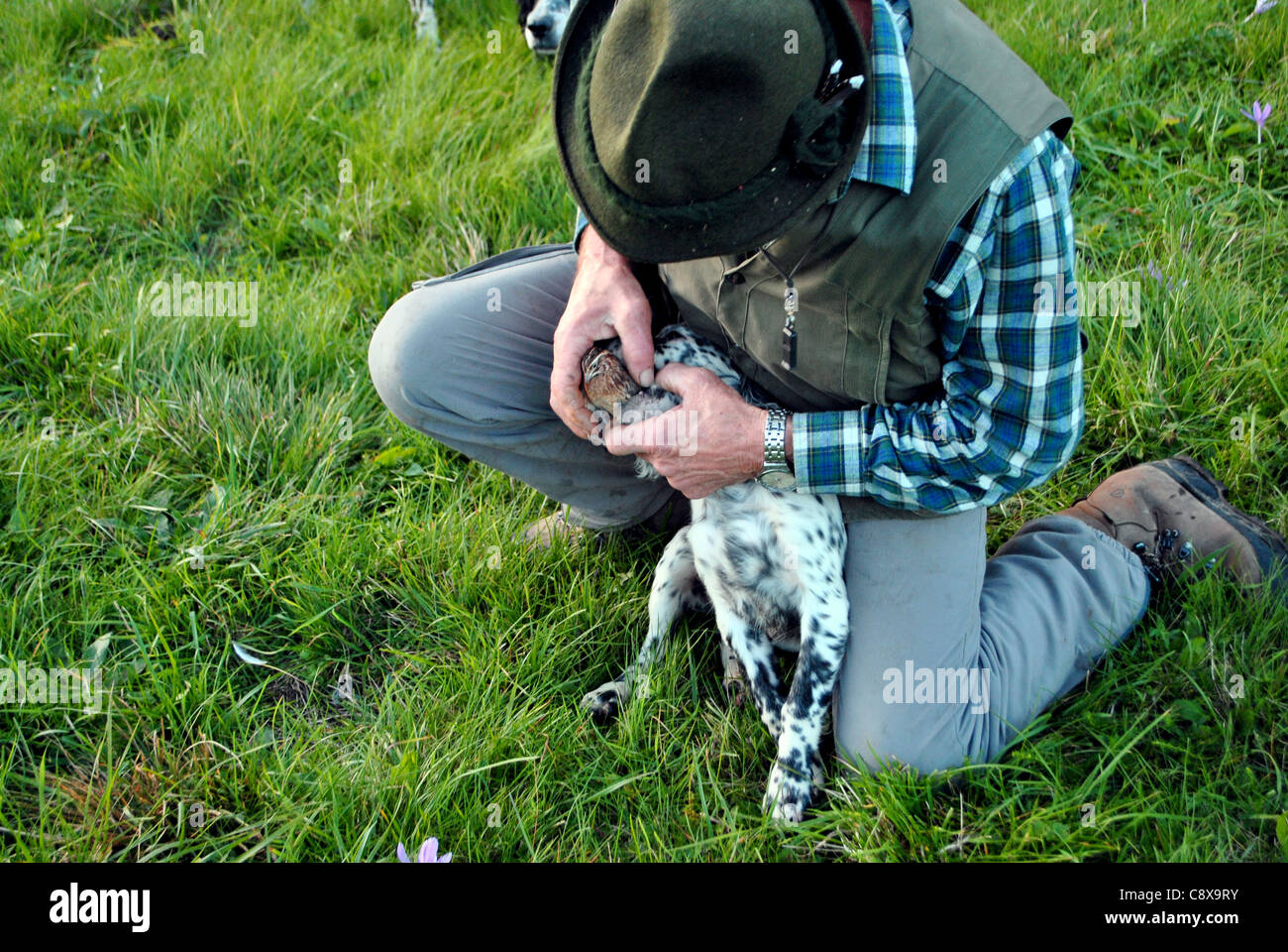 setter dog standing in the field  Stock Photo