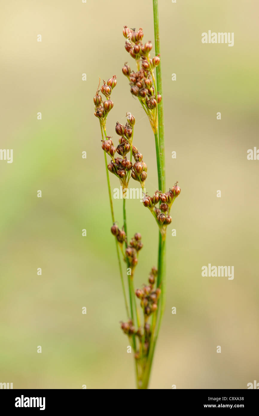 Round-fruited Rush, juncus compressus Stock Photo