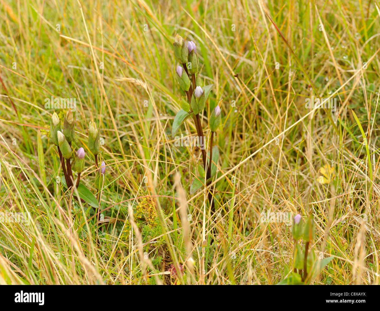 Field Gentian, gentianella campestris Stock Photo