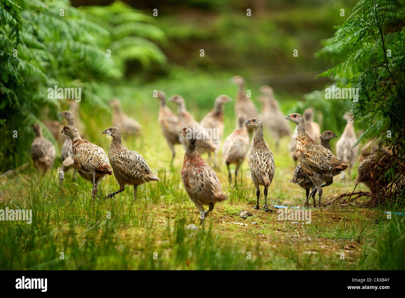 Young pheasant poults being released into pens in summer Stock Photo