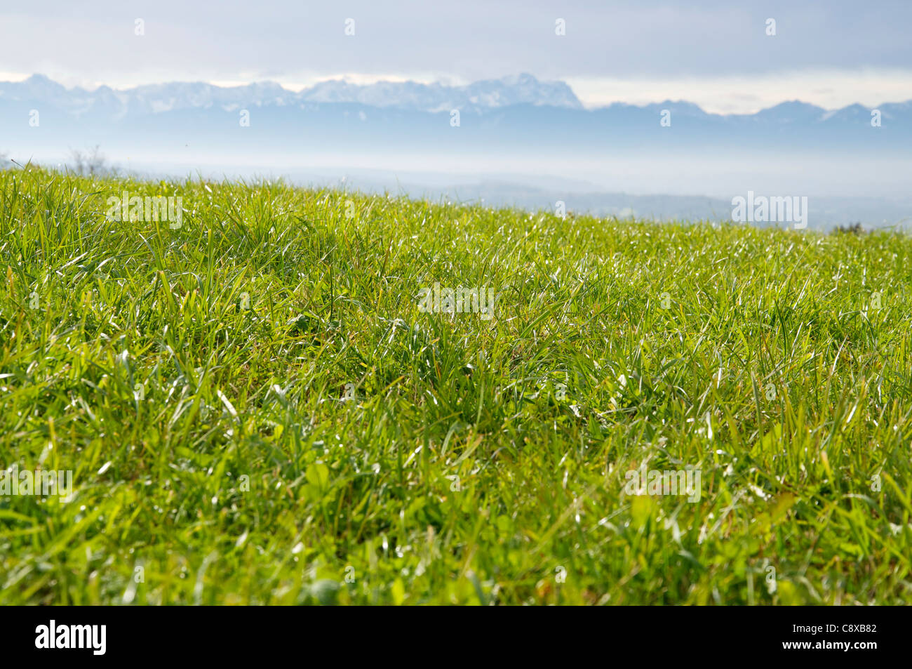 Green Pasture with a view to the snow covered peaks of the Alps Stock Photo