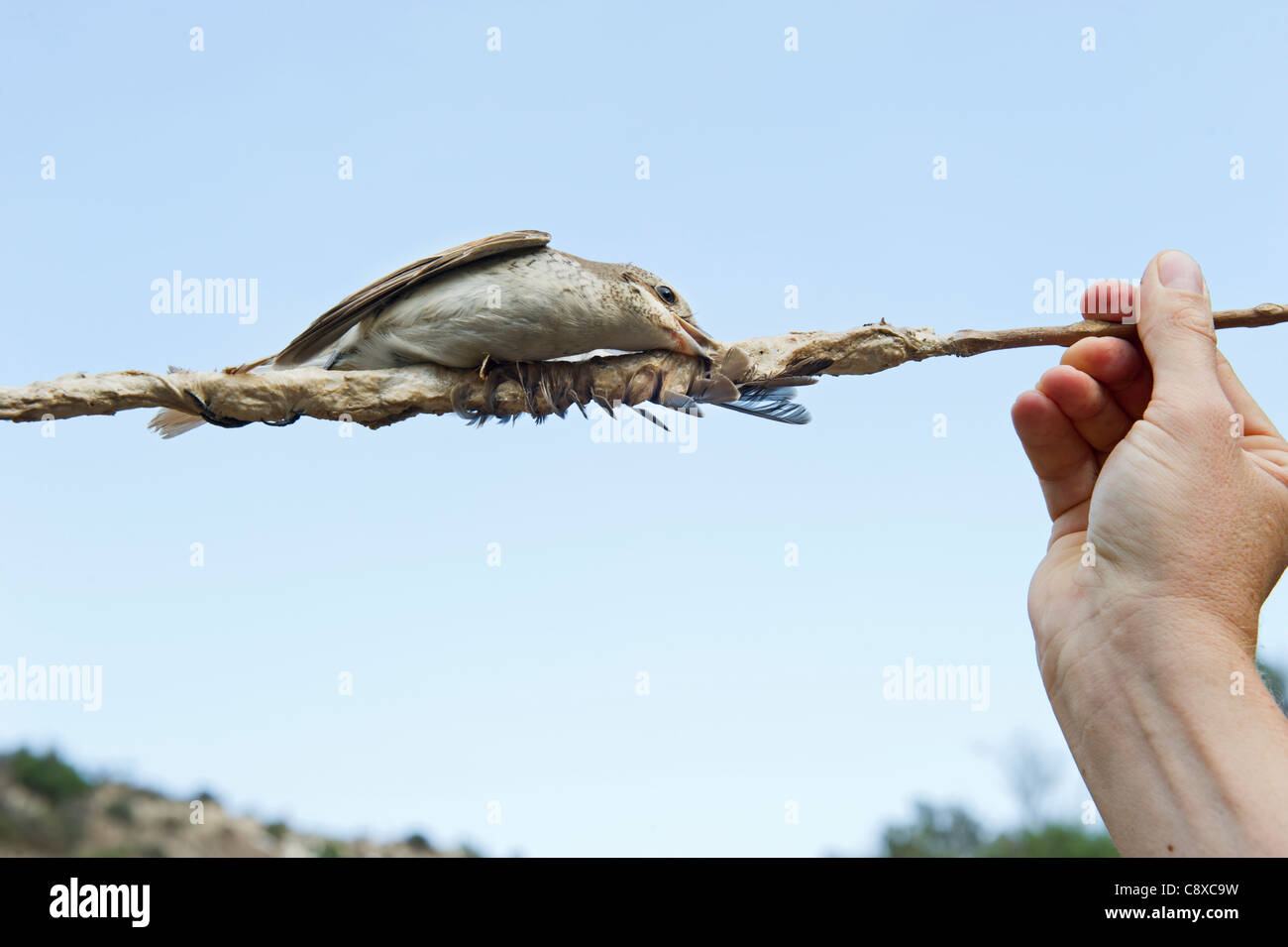 Red-backed Shrike Lanius collurio illegally trapped on limestick in olive grove in autumn Cyprus Stock Photo