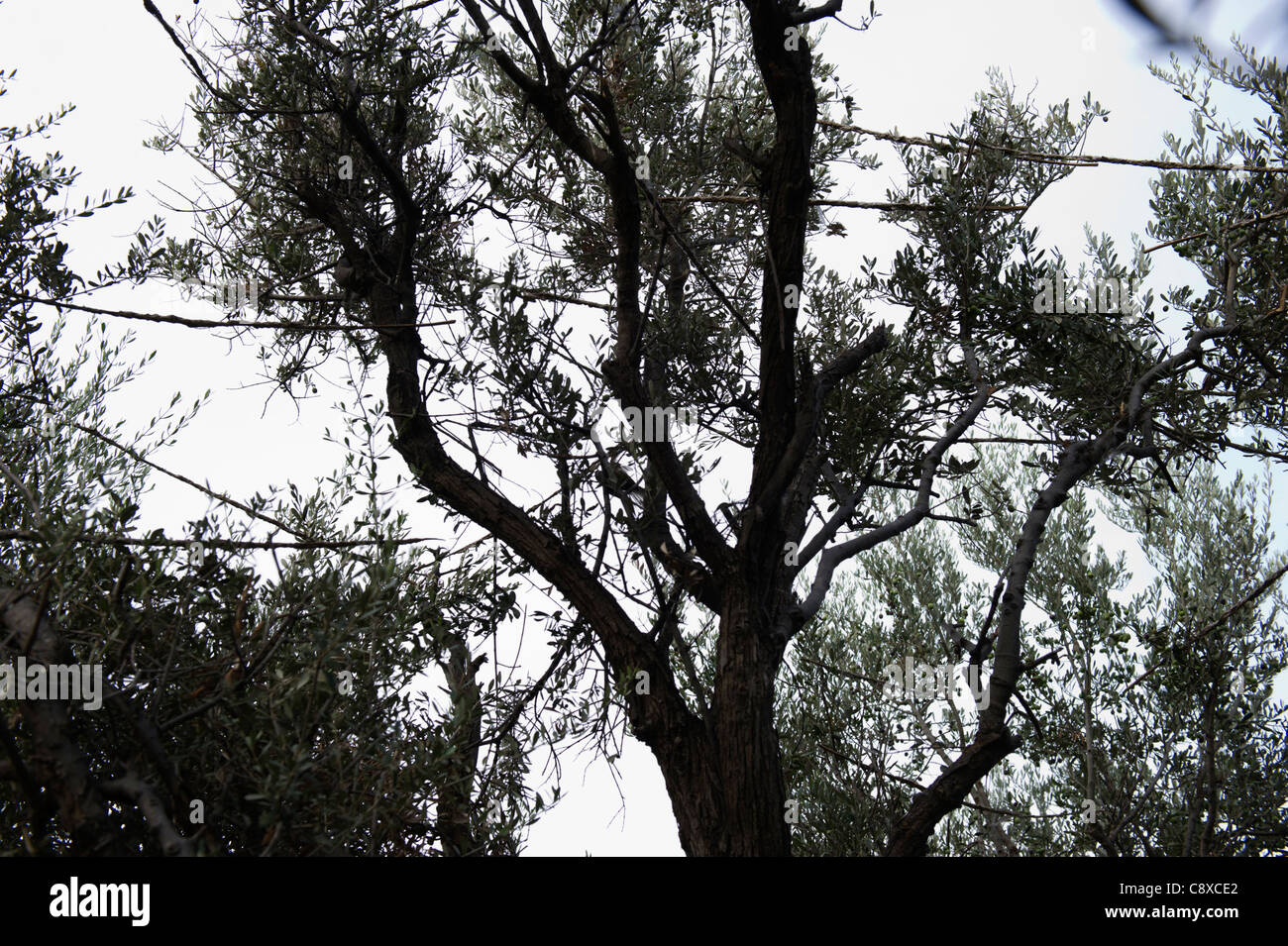 Limesticks illegally set in an olive tree to trap migratory birds for ambelopoulia Cyprus autumn Stock Photo