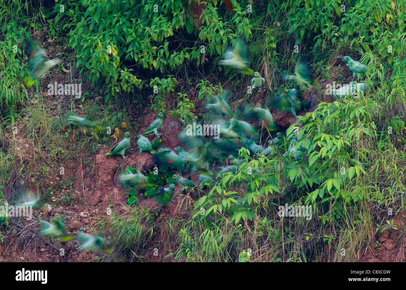 Mealy Parrots Amazona farinosa at clay lick Tambopata Peruvian Amazon Stock Photo