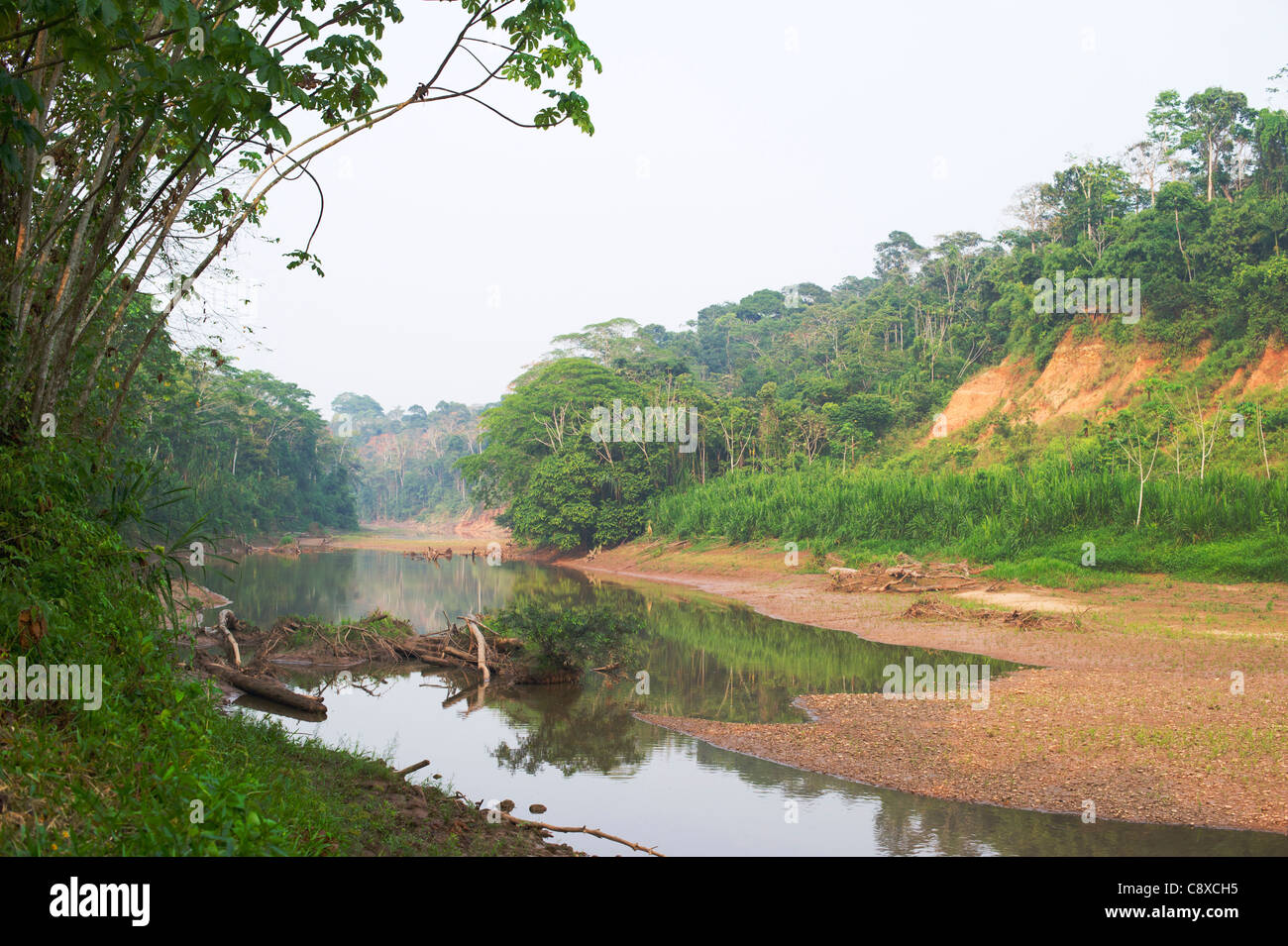 Backwater of the Tambopata River showing clay bank where worlds largest macaw /parrot clay lick Tambopata Peruvian Amazon Stock Photo