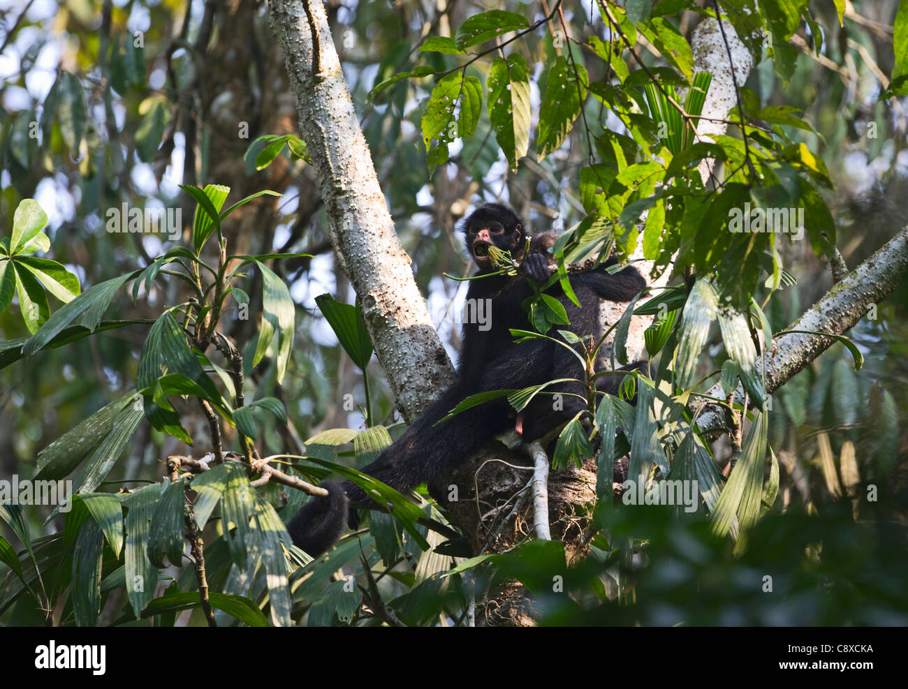 Spider Monkey Tambopata Peruvian Amazon Stock Photo