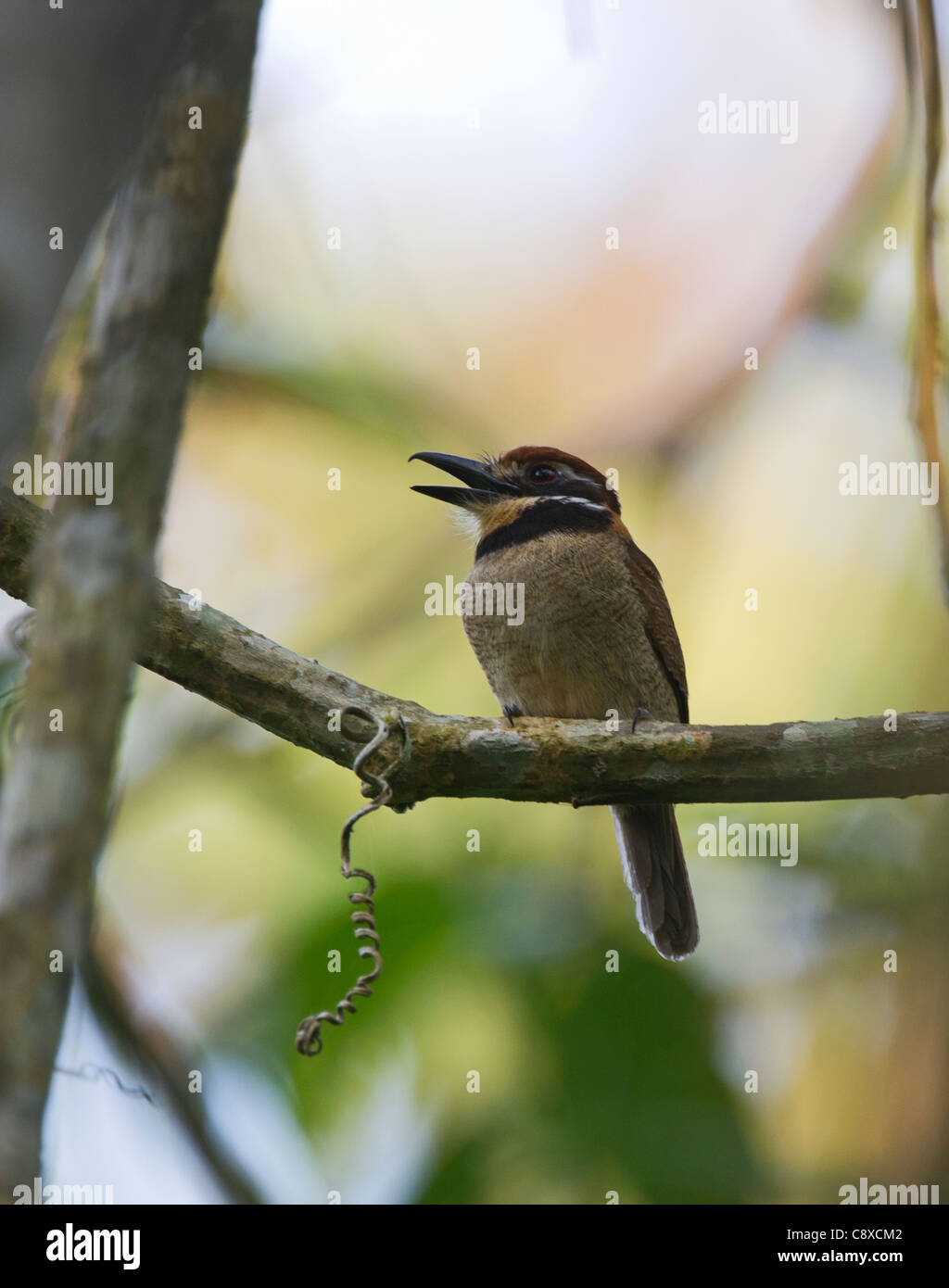 Chestnutcapped Puffbird Bucco macrodactylus macrodactylus Tambopata
