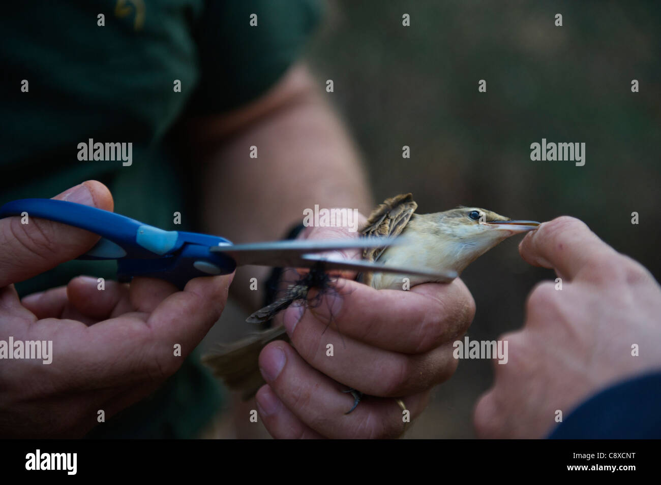 A Great Reed Warbler is cut free from an illegally erected mist net in olive grove Cyprus autumn Stock Photo