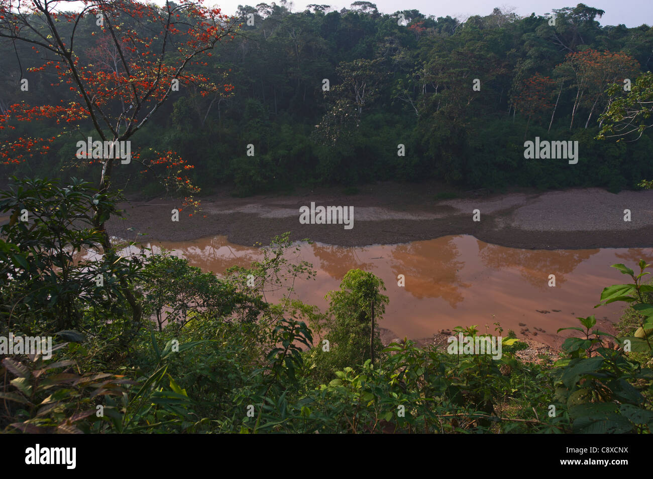 Backwater of the Tambopata River, Tambopata Peru Amazon Basin Stock Photo