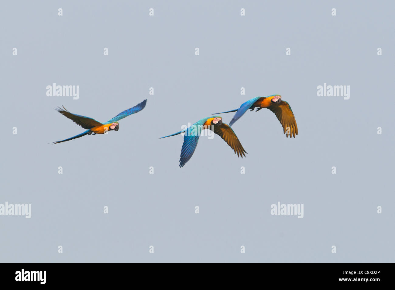 Blue and Yellow Macaw Ara ararauna Tambopata Amazon Peru Stock Photo ...