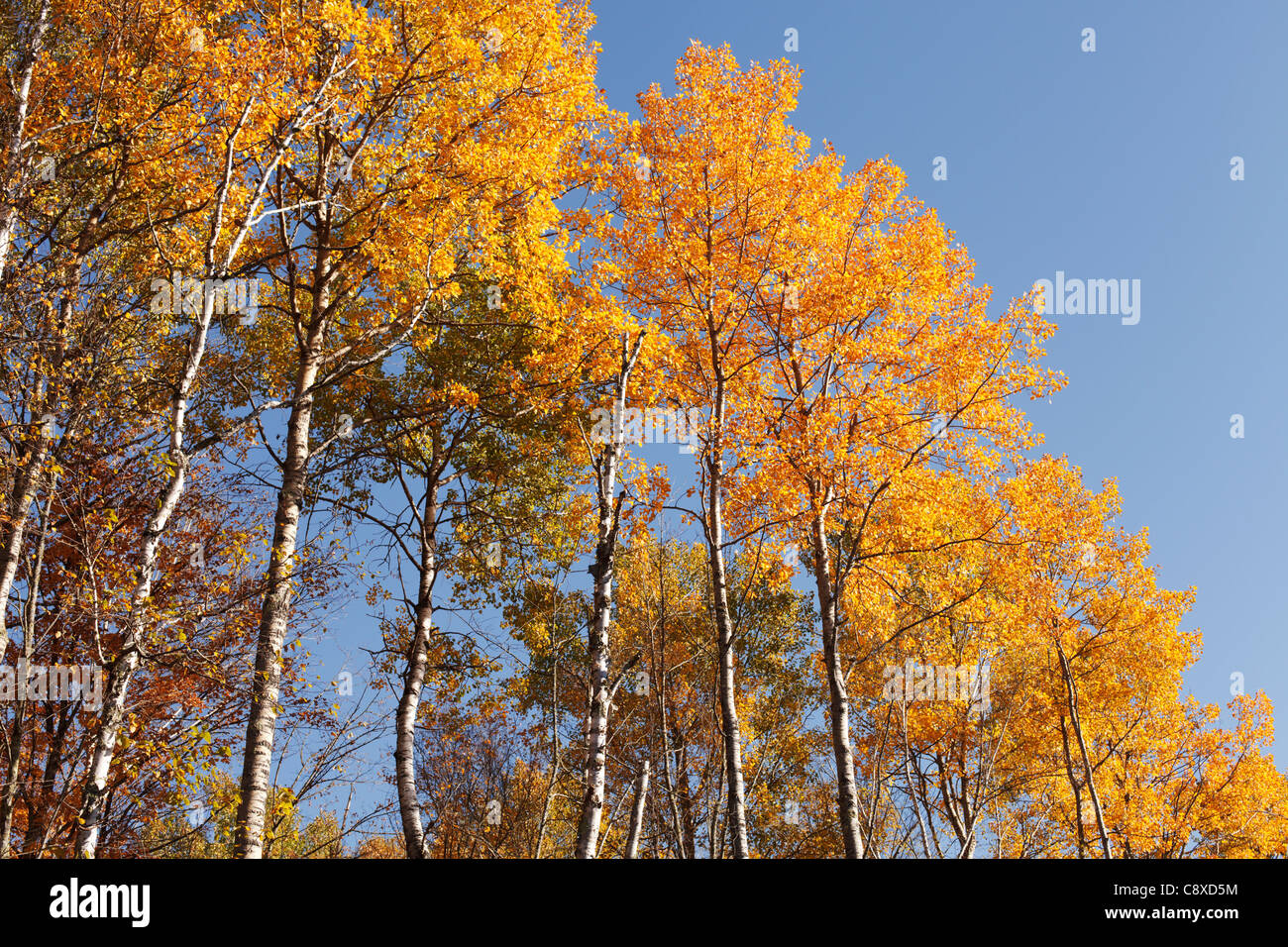 Autumn view of tall aspen trees in northern Minnesota Stock Photo Alamy