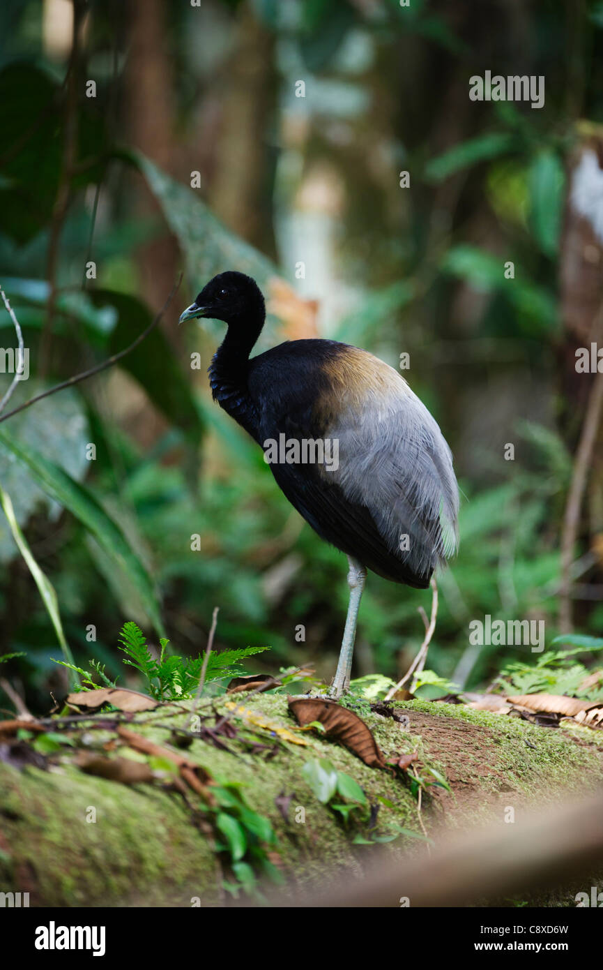 Grey-winged Trumpeter Psophia crepitans Amazon Rainforest Peru Stock Photo