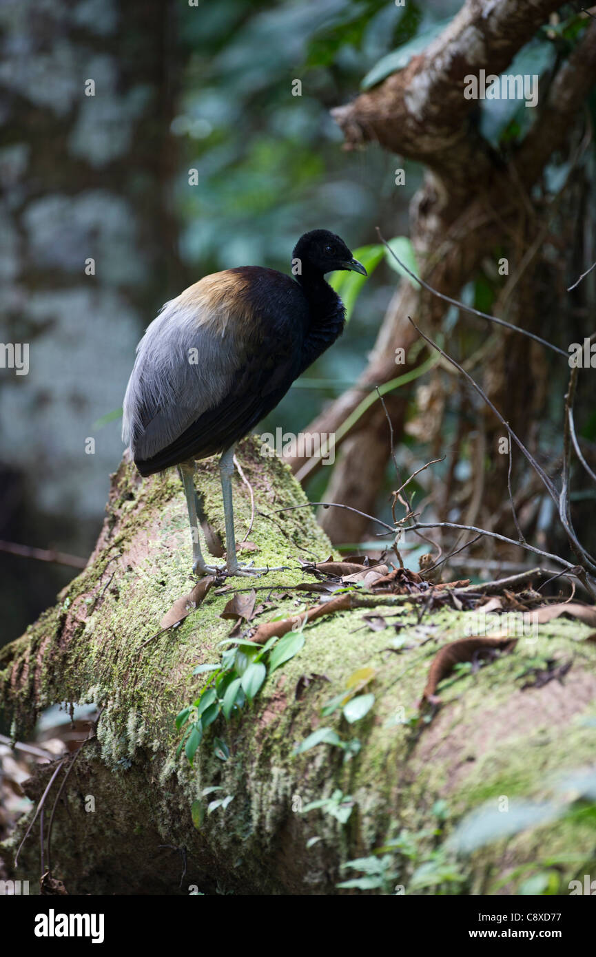 Greywinged Trumpeter Psophia crepitans Amazon Rainforest Peru Stock
