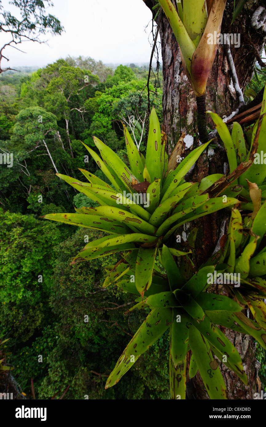 Bromeliad sp. growing on emergent tree in rainforest canopy nr Iquitos Amazon Peru Stock Photo
