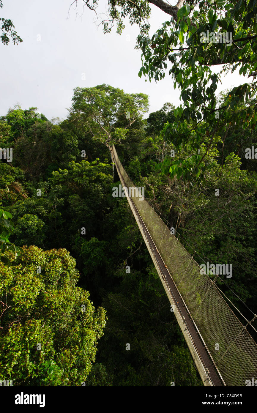 Aerial walkway through Rainforest canopy Exploramo Lodge Iquitos Region River Amazon Peru Stock Photo