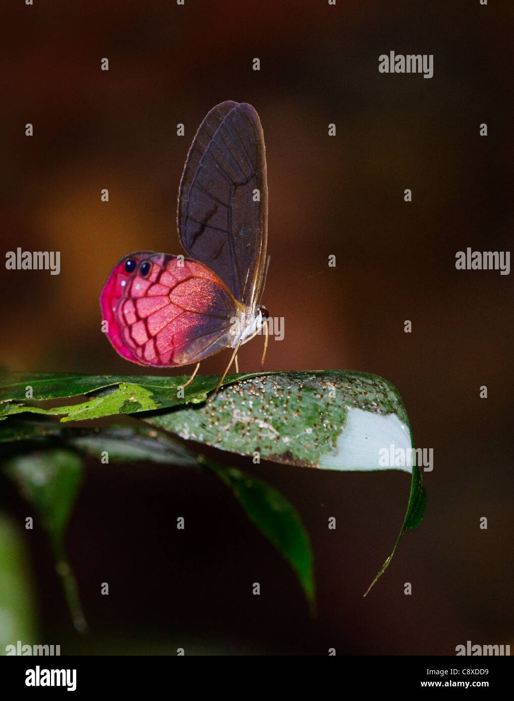 Blush Butterfly Sp. Amazon River Basin Peru Stock Photo