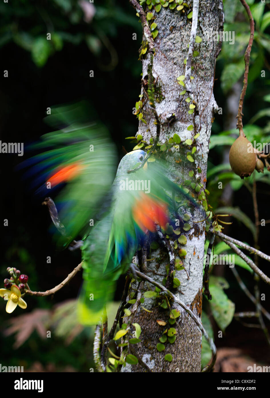 Orange-winged Parrot Amazona amazonica River Amazon Peru Stock Photo