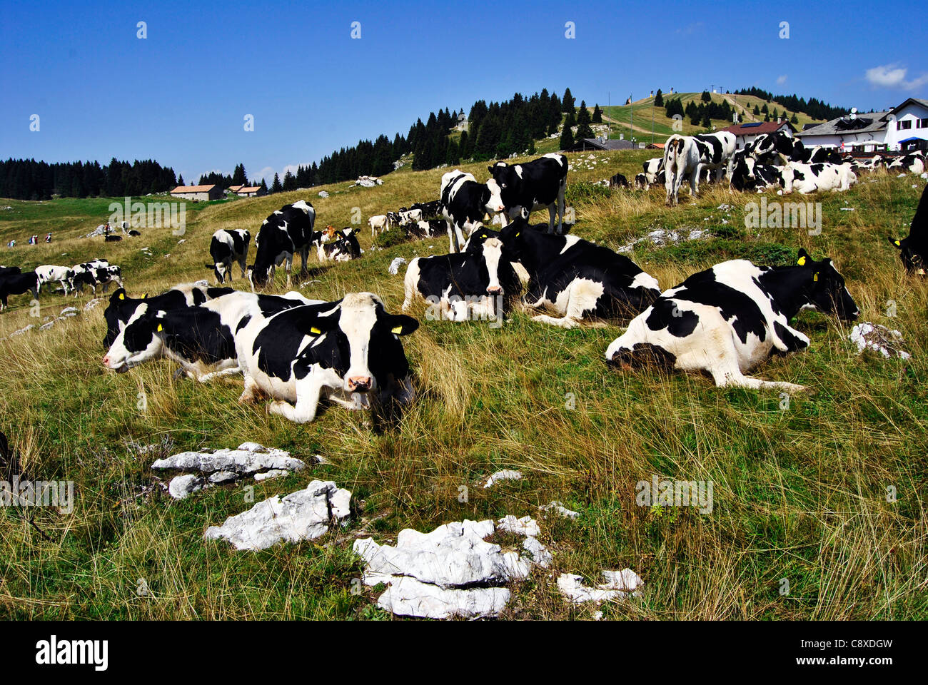 Cows In Italy Black and white cows in Italy meadows Stock Photo - Alamy