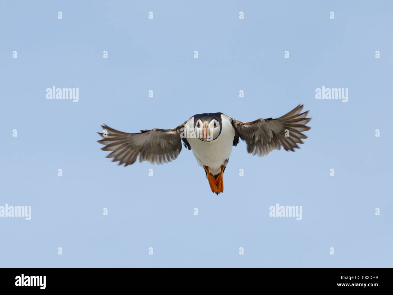 Puffin Fratercula arctica Farne Islands Northumberland July Stock Photo