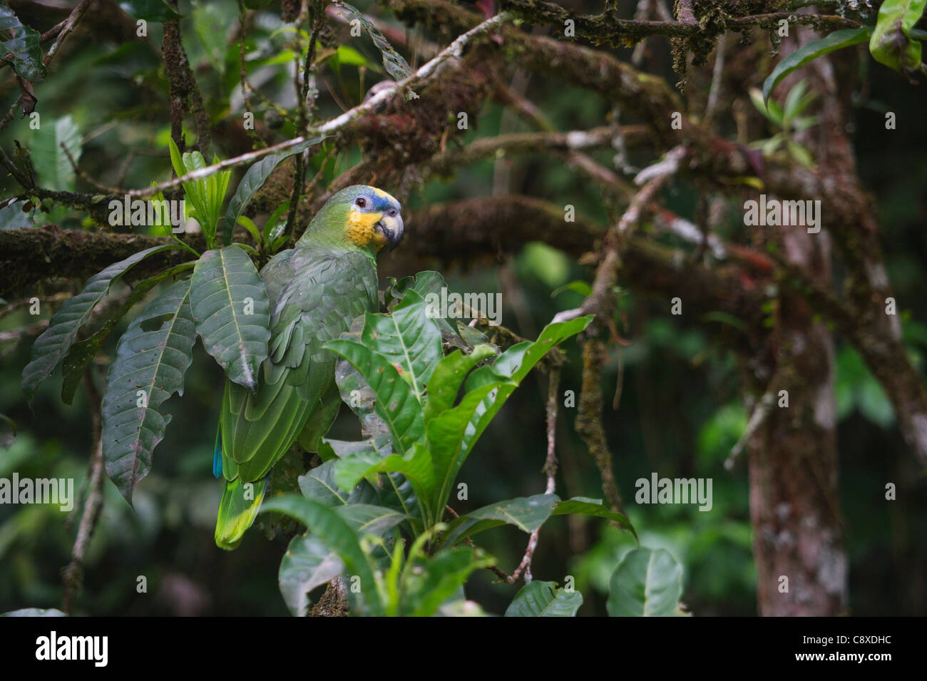 Orange-winged Parrot Amazona amazonica River Amazon Peru Stock Photo