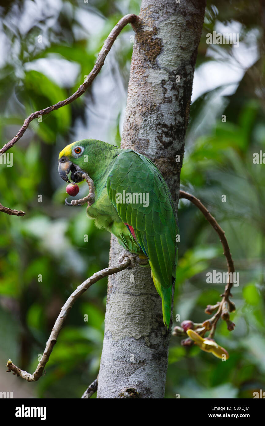 Yellow-crowned Parrot Amazona ochrocephala Iquitos Peru Stock Photo