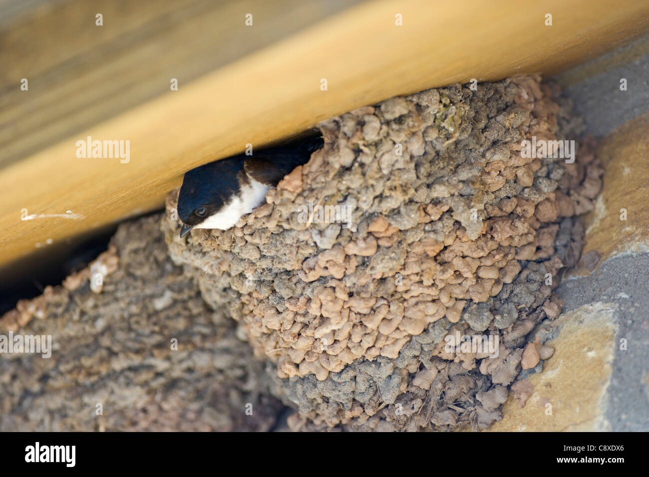 Hirundine birds and people nest nesting urban wildlife bird house hires stock photography and
