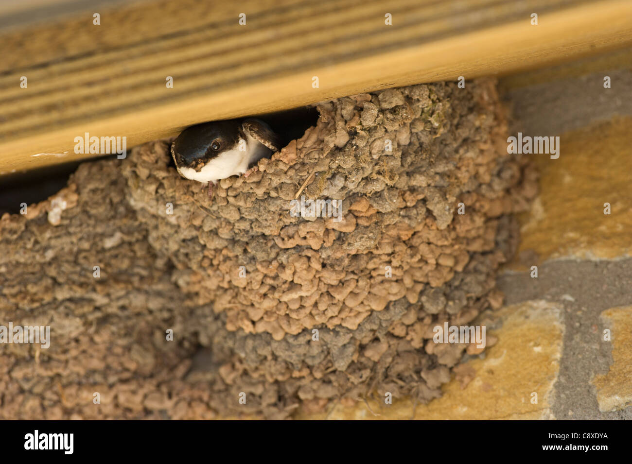 House Martin Delichon urbicum at nest under eaves Northumberland UK summer Stock Photo Alamy